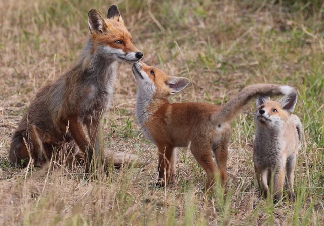 Fox populations in the Denver metro area wildlife guide