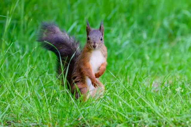 Humane squirrel removal from a Denver attic