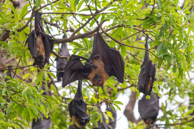 Humane bat exclusion services for Denver homeowners