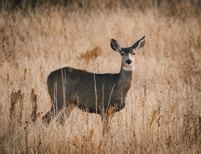 Mule deer in Denver urban corridors coexistence guide