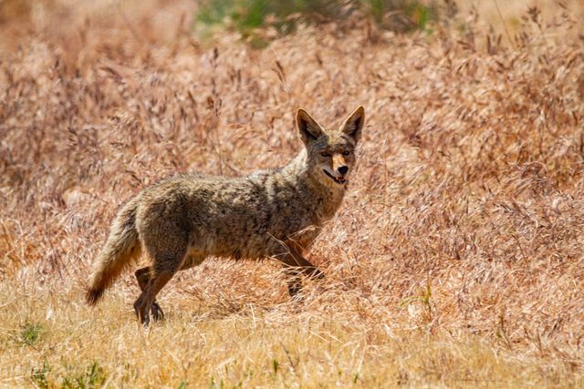 Urban coyotes in Denver showing behavior and habitat safety tips