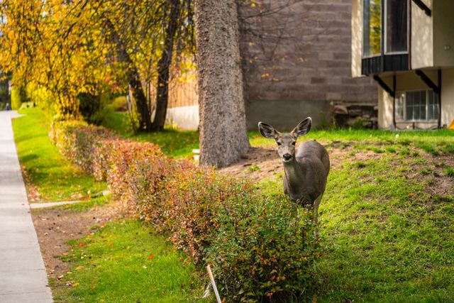 Signs of a wildlife infestation in a Denver home