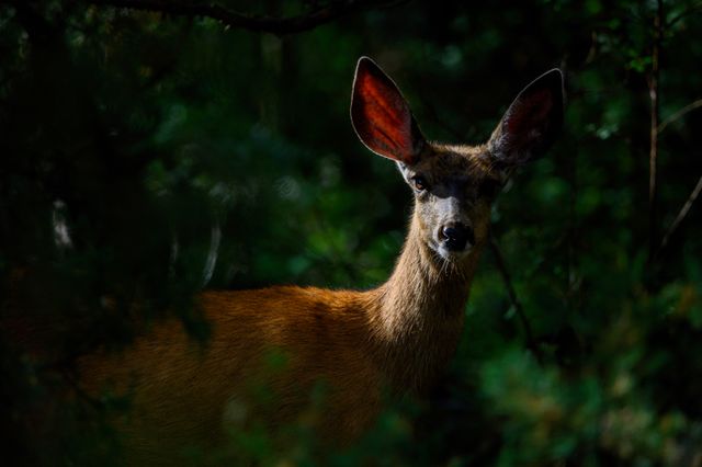 One-way exclusion door for humane wildlife removal